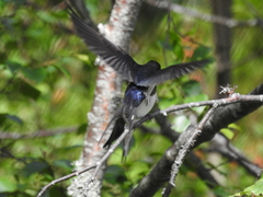 Hirundo rustica