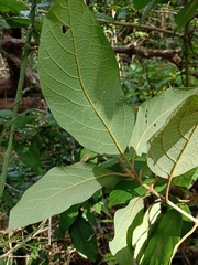 Gmelina leichhardtii