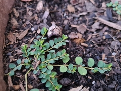 Euphorbia drummondii
