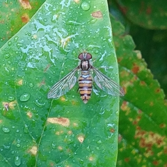 Episyrphus balteatus