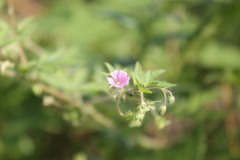 Geranium divaricatum