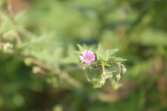 Geranium divaricatum