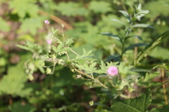 Geranium divaricatum