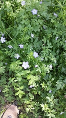Nemophila phacelioides