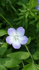 Nemophila phacelioides