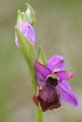 Ophrys sphegodes aveyronensis