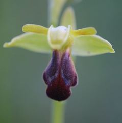 Ophrys fusca funerea