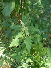 Chenopodium album