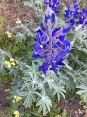 Lupinus pilosus