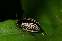 Calligrapha elegantula