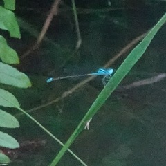 Pseudagrion microcephalum