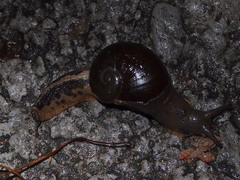 Megaustenia imperator