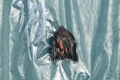 Catocala sponsa