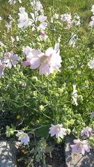 Malva thuringiaca