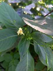Impatiens parviflora
