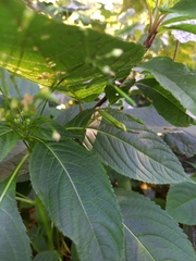 Impatiens parviflora