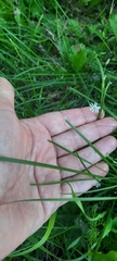 Stellaria graminea