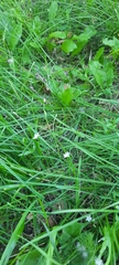 Stellaria graminea
