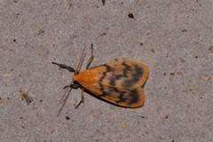 Symmetrodes sciocosma