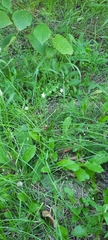 Stellaria graminea
