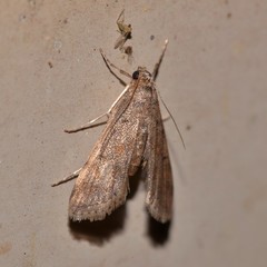 Parapoynx crisonalis