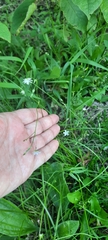 Stellaria graminea