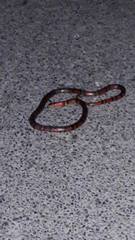 Lampropeltis polyzona