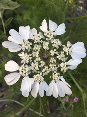 Artedia squamata