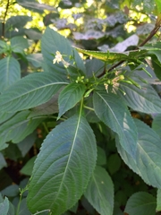 Impatiens parviflora