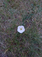 Convolvulus arvensis