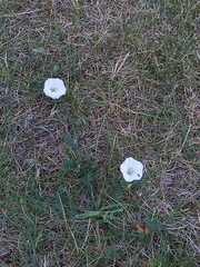 Convolvulus arvensis