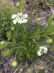 Artedia squamata