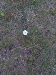 Convolvulus arvensis