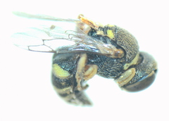 Oxybelus lamellatus