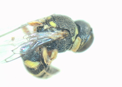 Oxybelus lamellatus