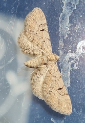 Eupithecia extraversaria