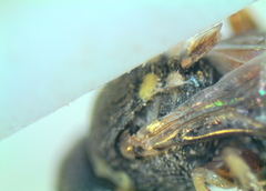 Oxybelus lamellatus