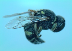 Oxybelus lamellatus