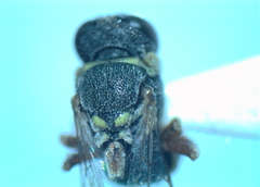 Oxybelus lamellatus