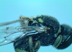 Oxybelus lamellatus