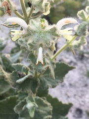 Salvia dominica
