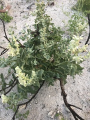 Salvia dominica