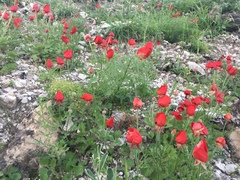 Ranunculus asiaticus