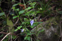 Isodon amethystoides