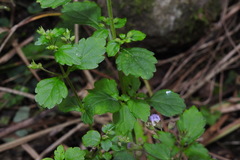 Isodon amethystoides