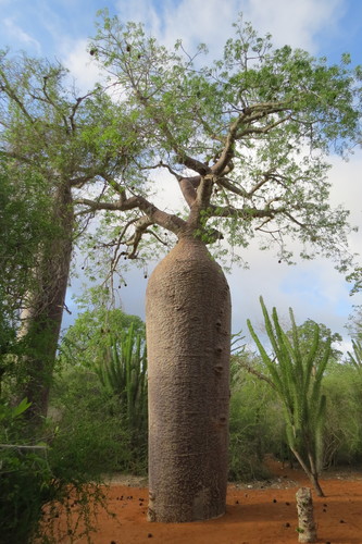 fony baobab