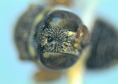 Oxybelus lamellatus