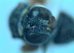 Oxybelus lamellatus