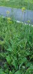 Sisymbrium loeselii