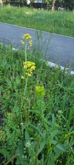 Sisymbrium loeselii